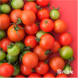 【朝採れ産地直送】トマト